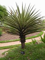 Yucca Baccata (fam Liliacees) (Colorado, Mexique) (01) (Photo F. Mrugala)
